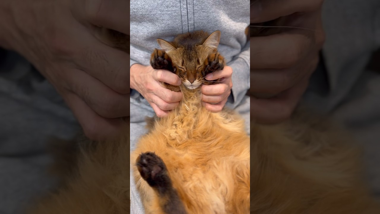 猫とお風呂場　#catmeme #catvideo #猫ミーム