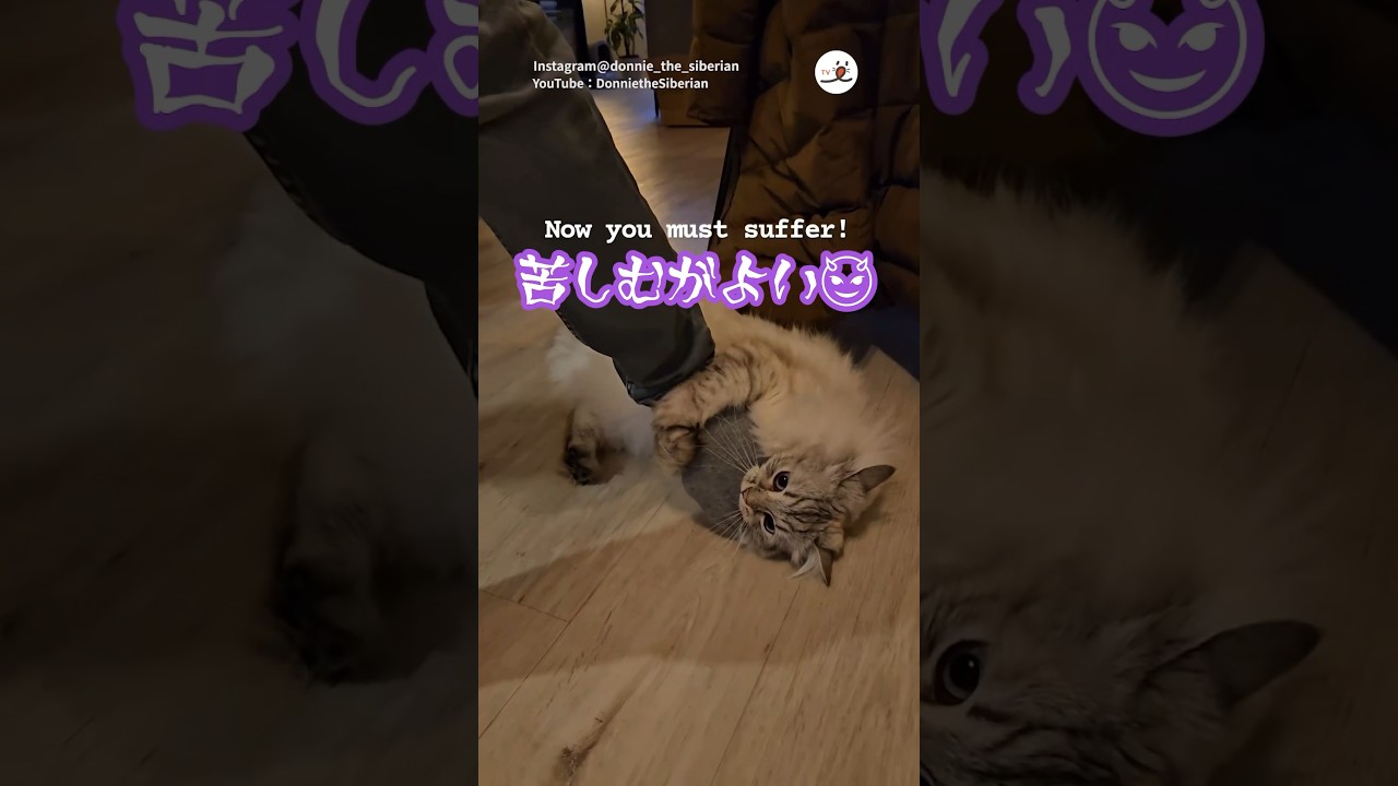 飼い主さんをビックリさせたい猫さん｜PECO #サイベリアン #猫 #愛猫家 #猫のいる暮らし #siberian #siberianforestcat #cat #catlover #catlife