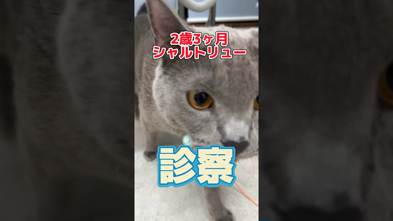 膀胱結石の再診で2歳のシャルトリューが動物病院にやってきた！