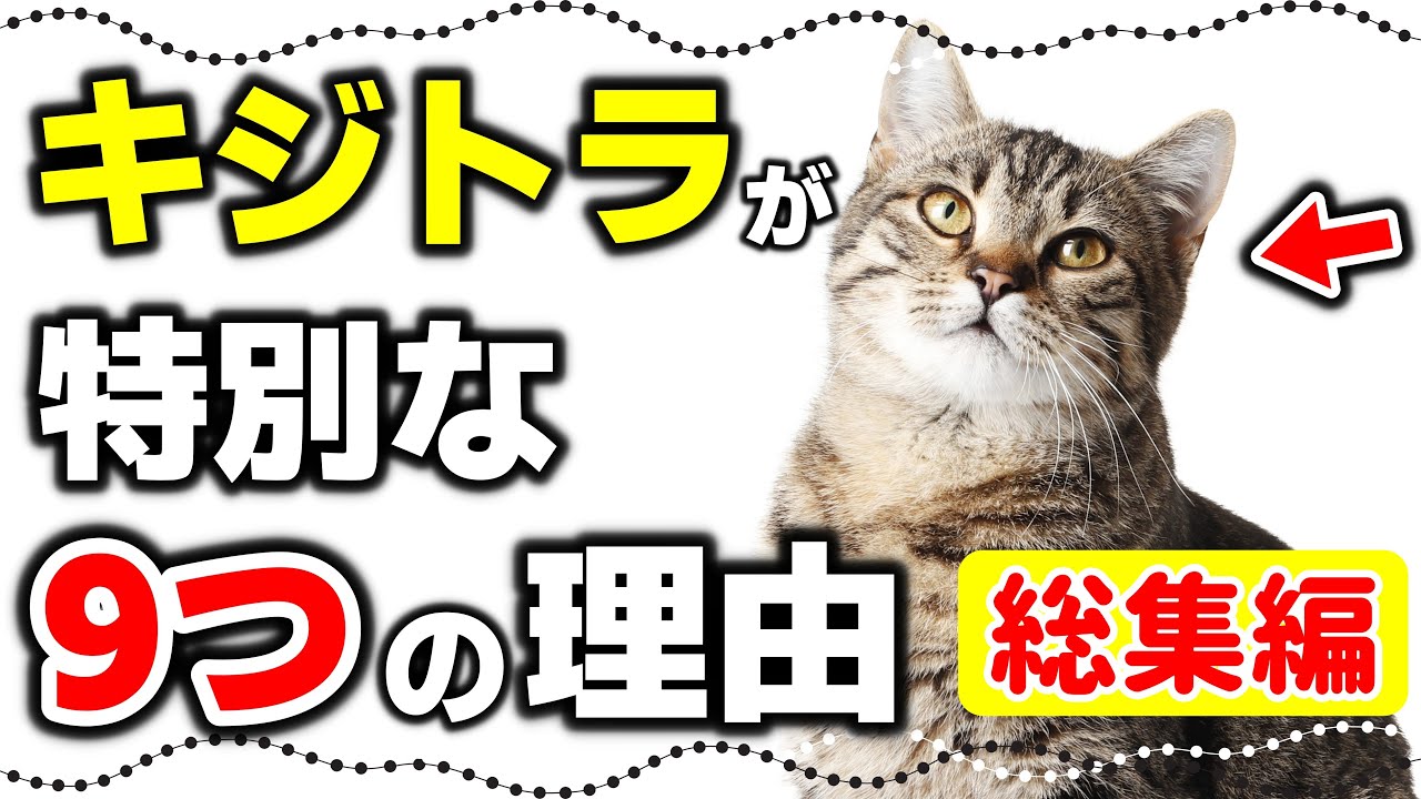 【キジトラ総集編】キジトラ猫・キジ白猫の特徴
