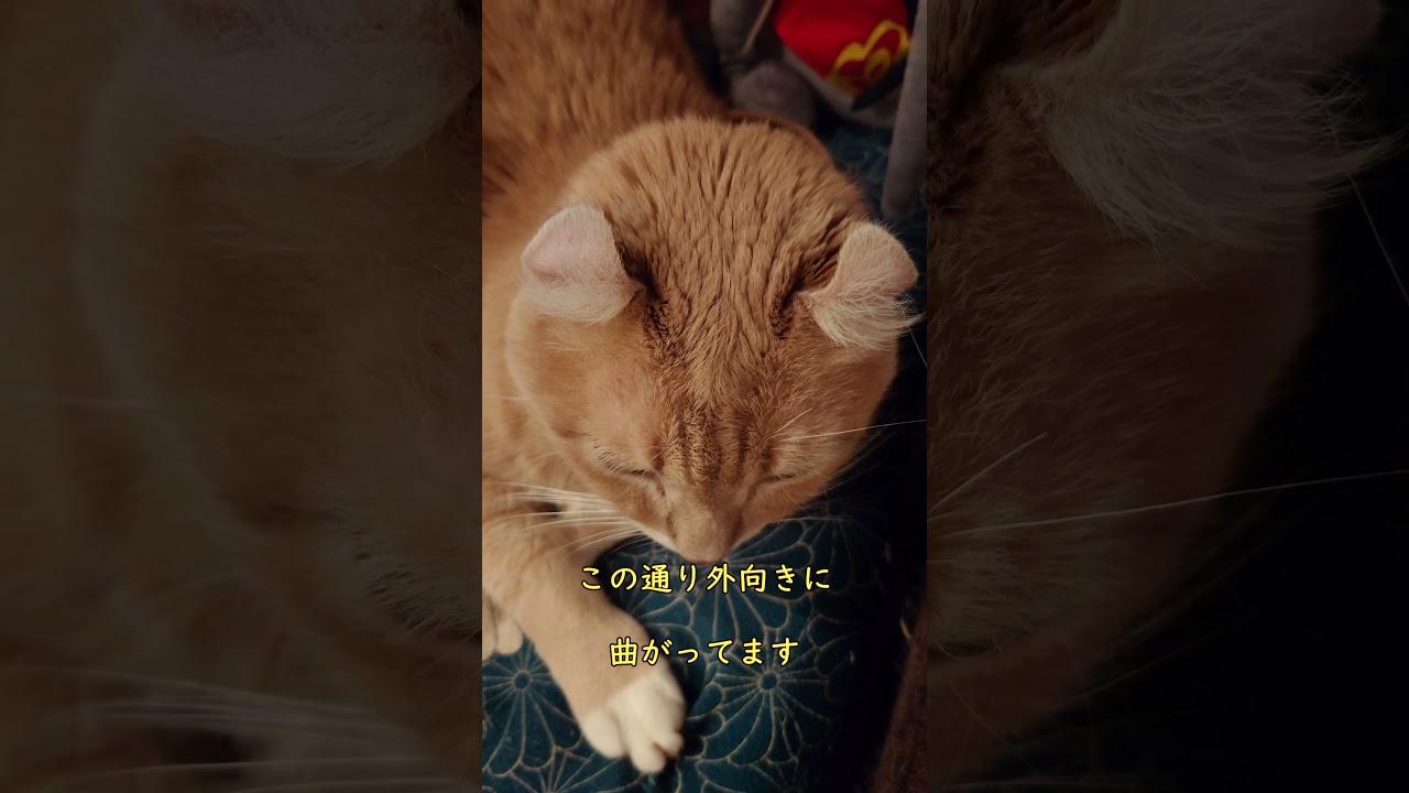 アメリカンカールという種類のにゃんこの耳をしっかり観察【我が家の猫にゃんず】 #cat #保護猫