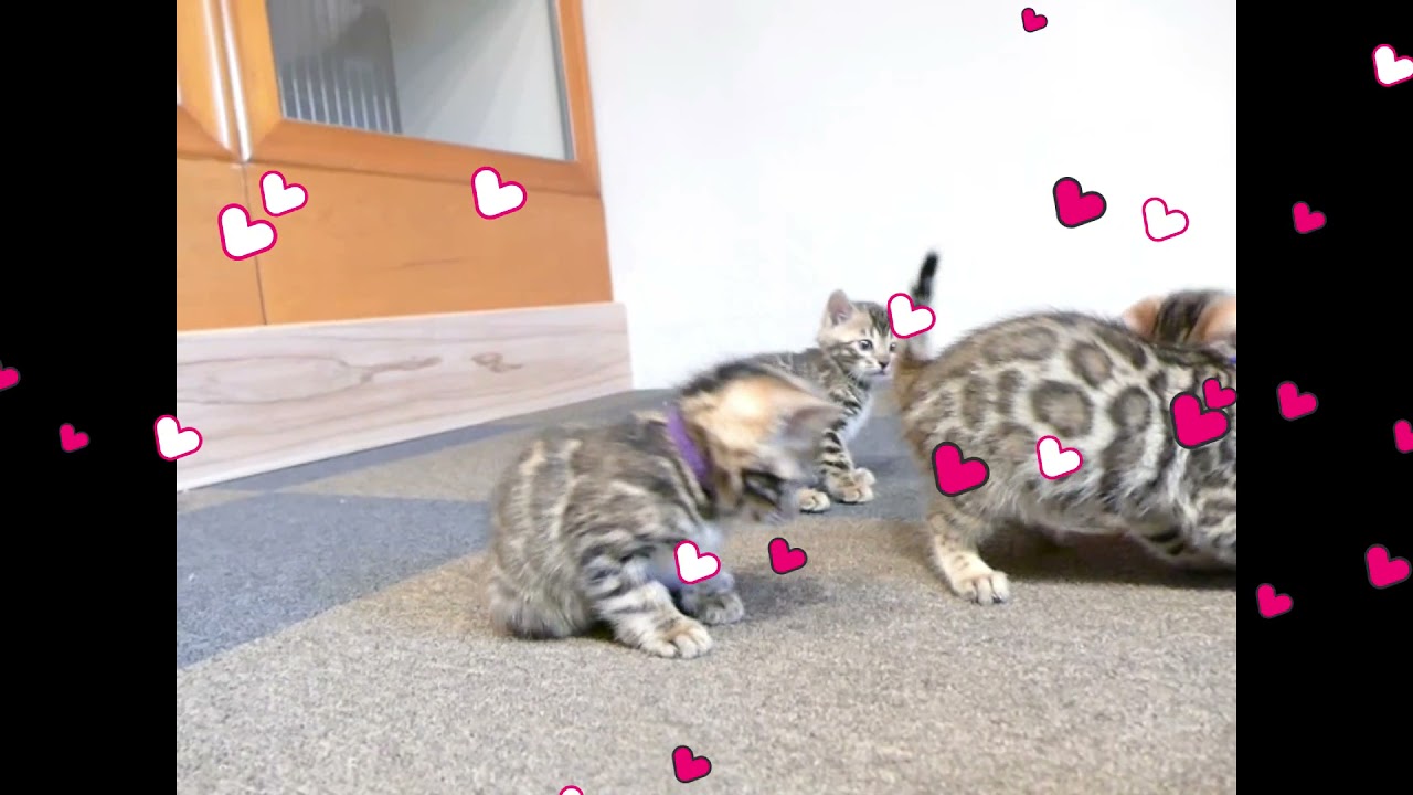 ベンガル猫　子猫　専門店　SEIRYUBENGALS