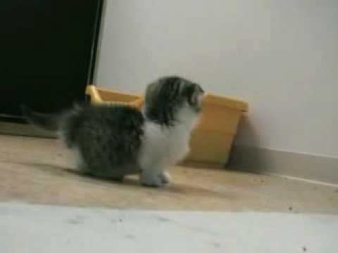 短足猫 マンチカン