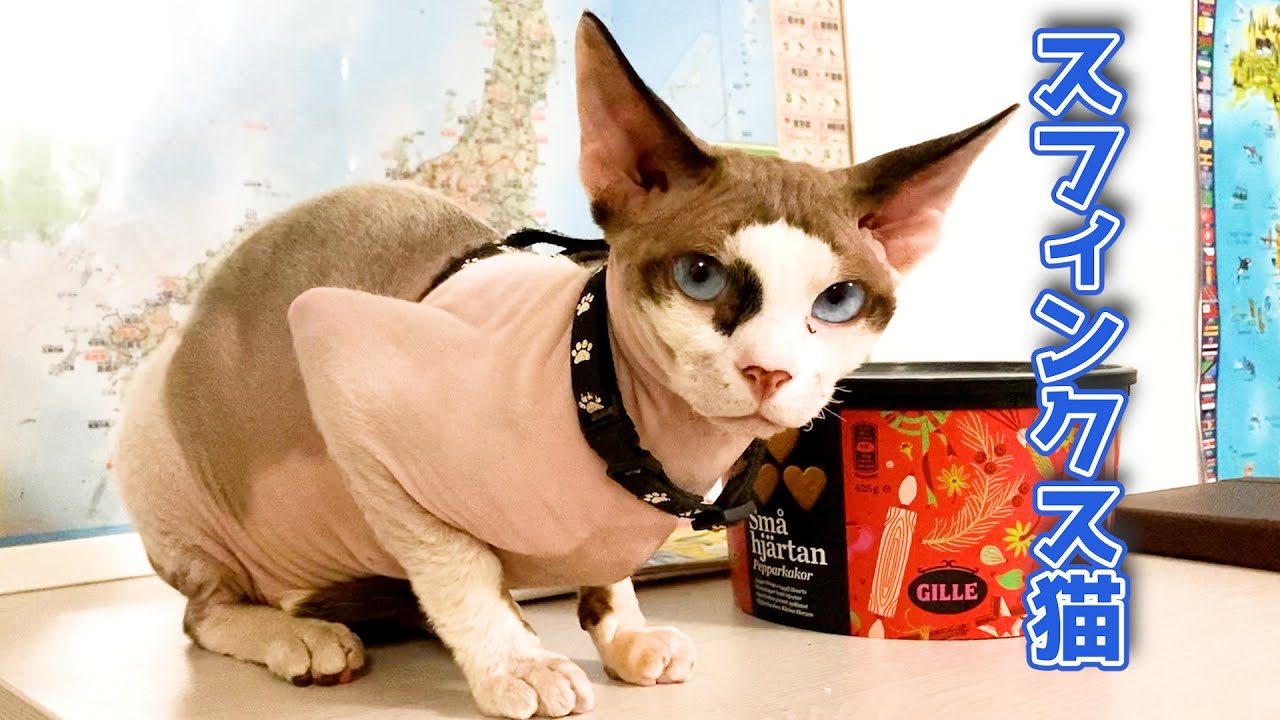 155:置き物と化するスフィンクス猫