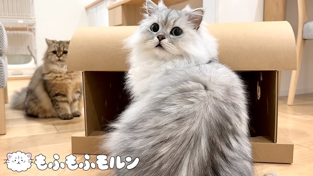 猫カフェを建て替えてみました 【サイベリアン】
