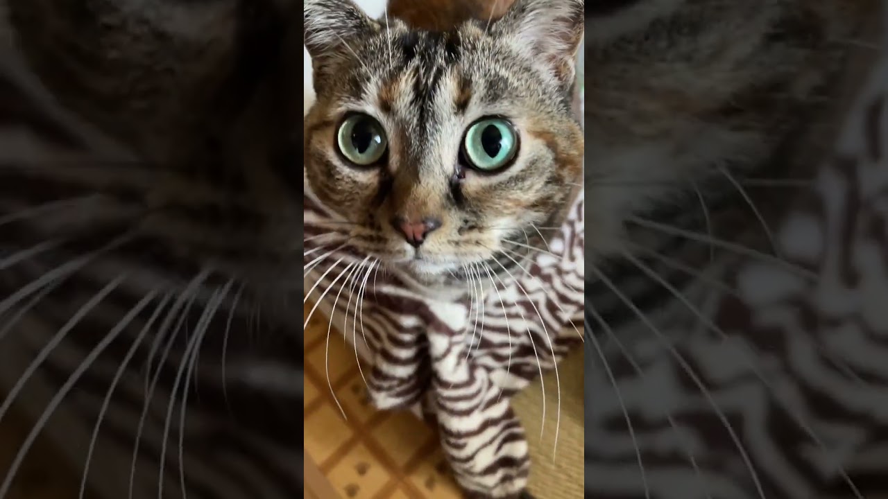 Cute brown cat