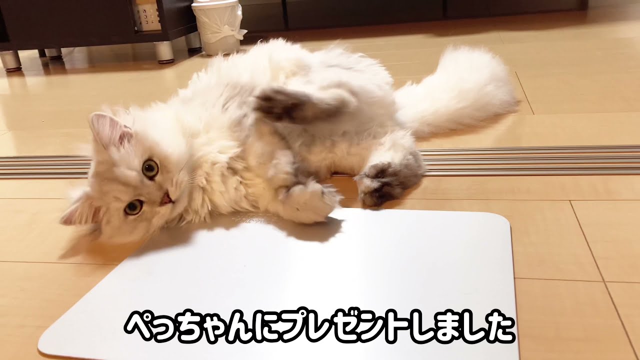 ひんやりグッズを買いました【ペルシャ猫　チンチラシルバー】】