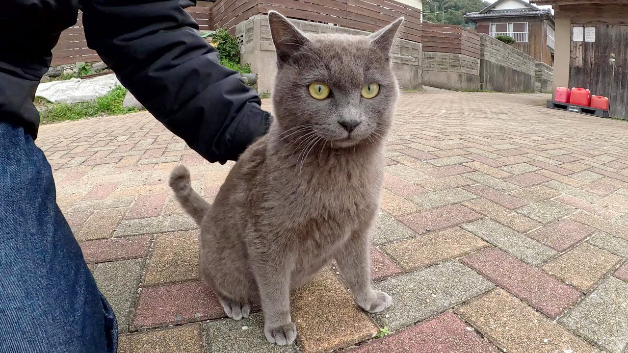 ツンデレだけど、足元にピタリとくっついてくるロシアンブルー猫