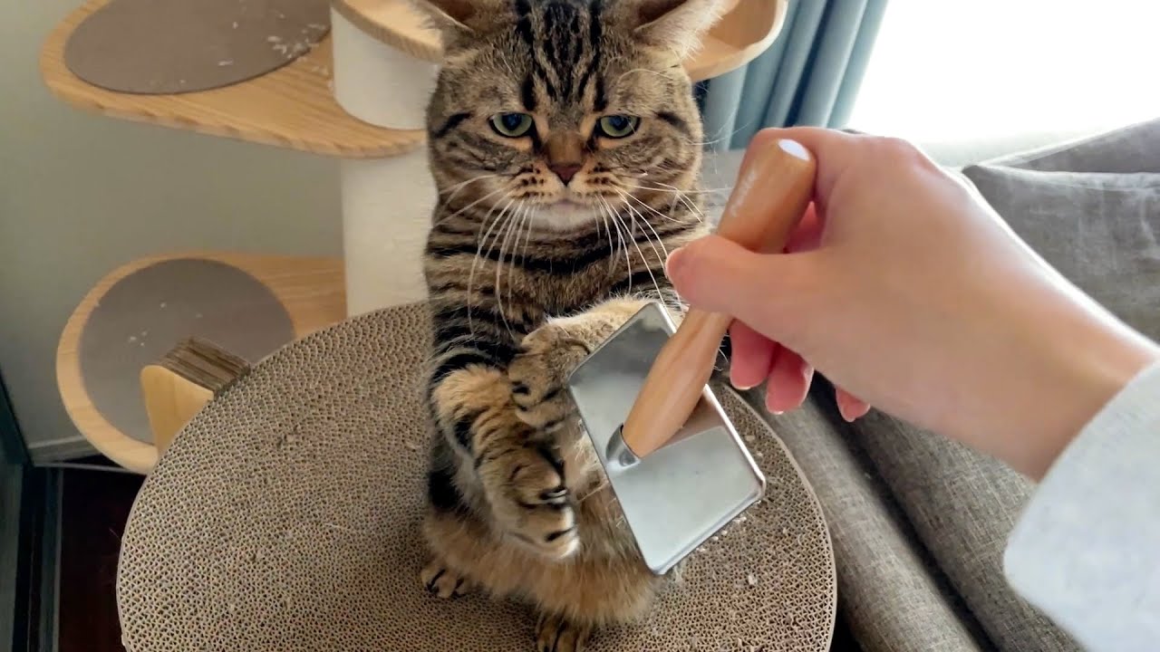 【ニャンズエステ】受け入れる兄猫と敵対する弟猫。