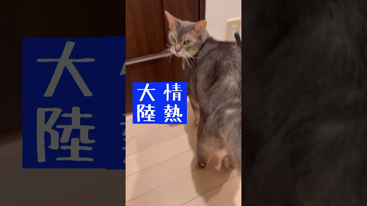 アビシニアン猫の情熱大陸 #shorts #アビシニアン #cat #まな猫