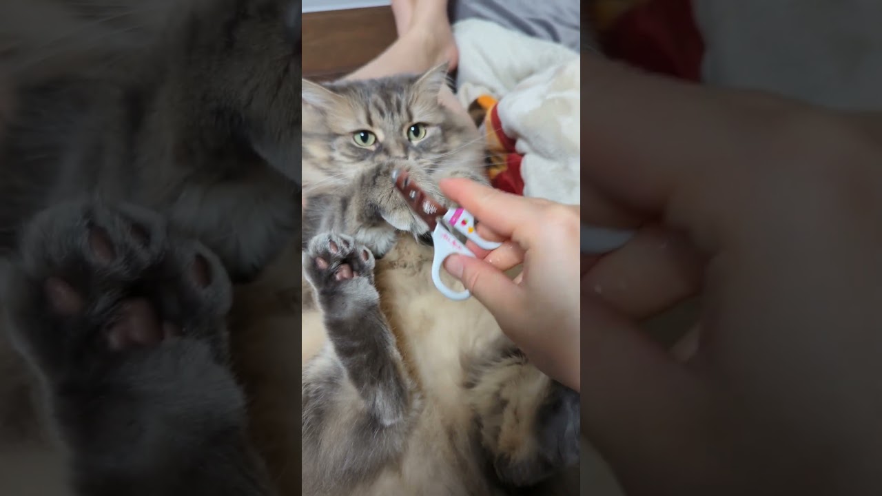 ハルちゃん爪切りチャレンジ！ 　#shorts
