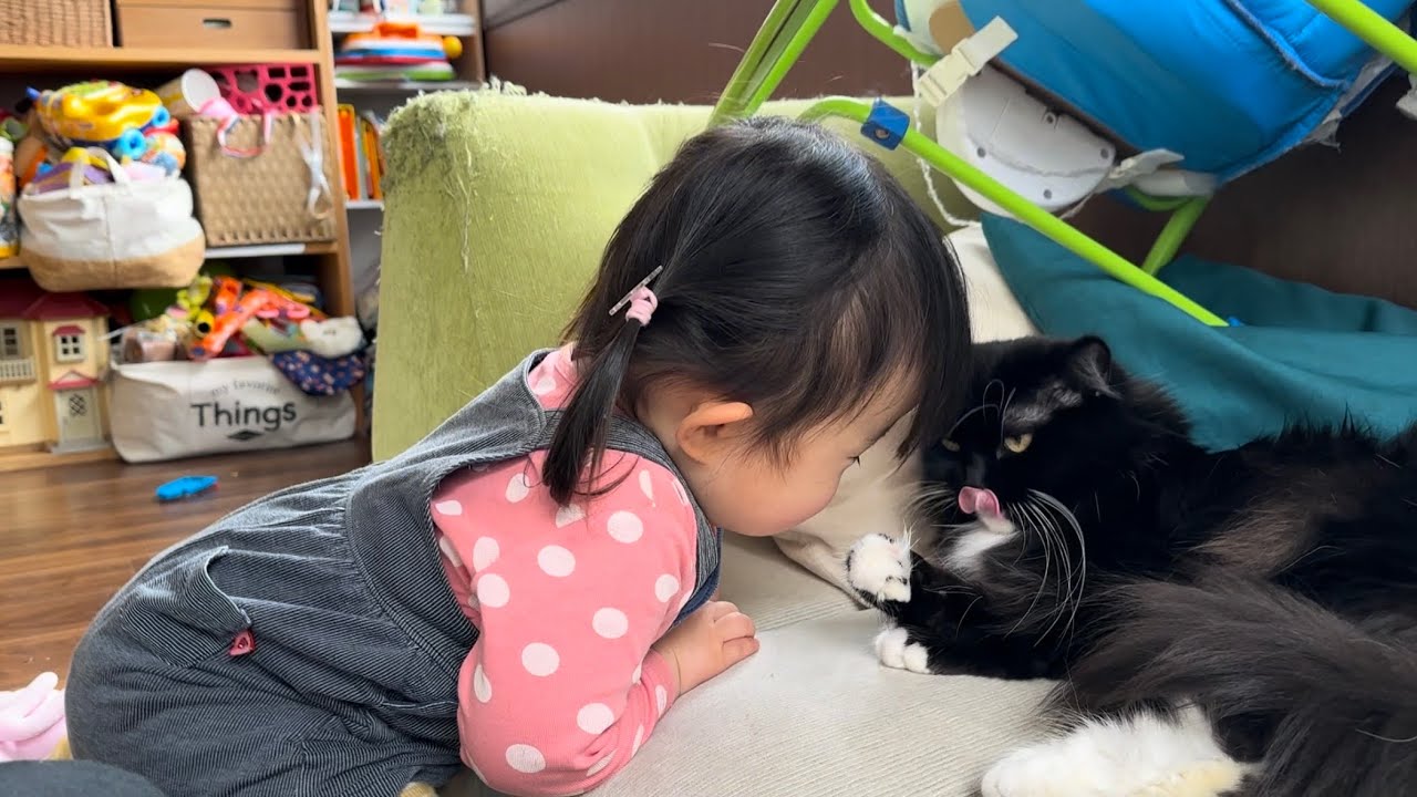 休み関係なく起こしに来る猫　ラガマフィンA cat who comes to wake you up regardless of holidays. Ragamuffin