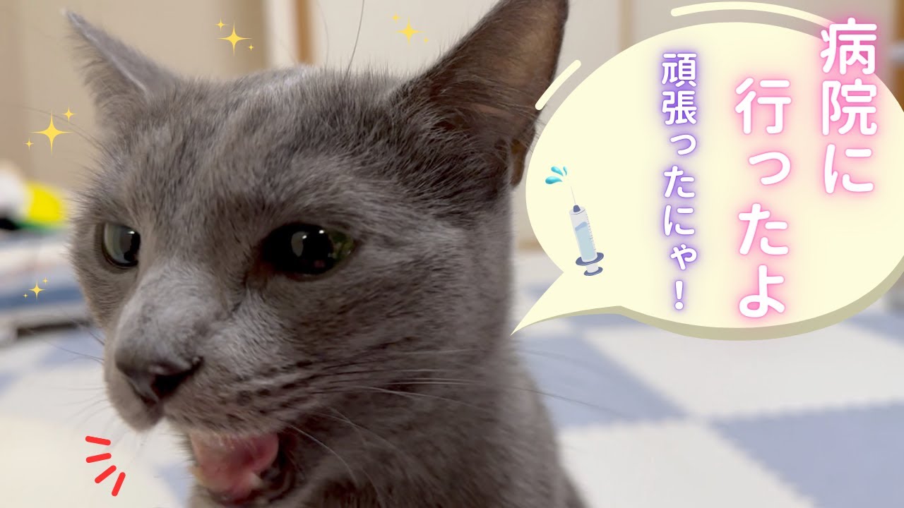 【猫ロシアンブルー】そらちゃん✨病院を頑張った‼️〜2024〜
