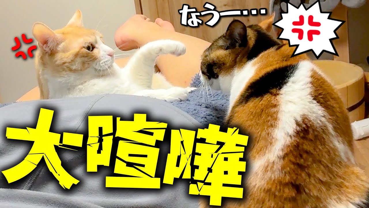 猫たちが飼い主のお尻の上で大喧嘩！！→ 衝撃の理由が判明しました…