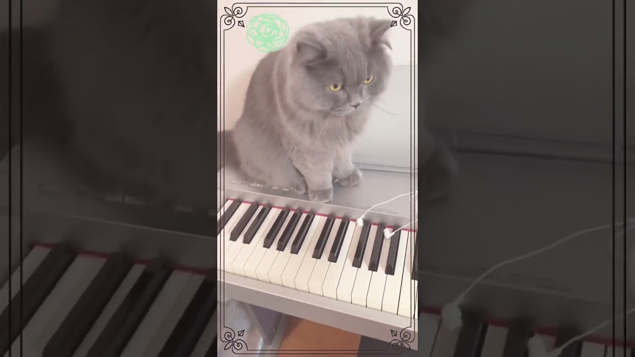 どうしてもイヤホンが触りたい猫w🐈‍⬛ A mischievous but cute cat #shortsブリティッシュロングヘア