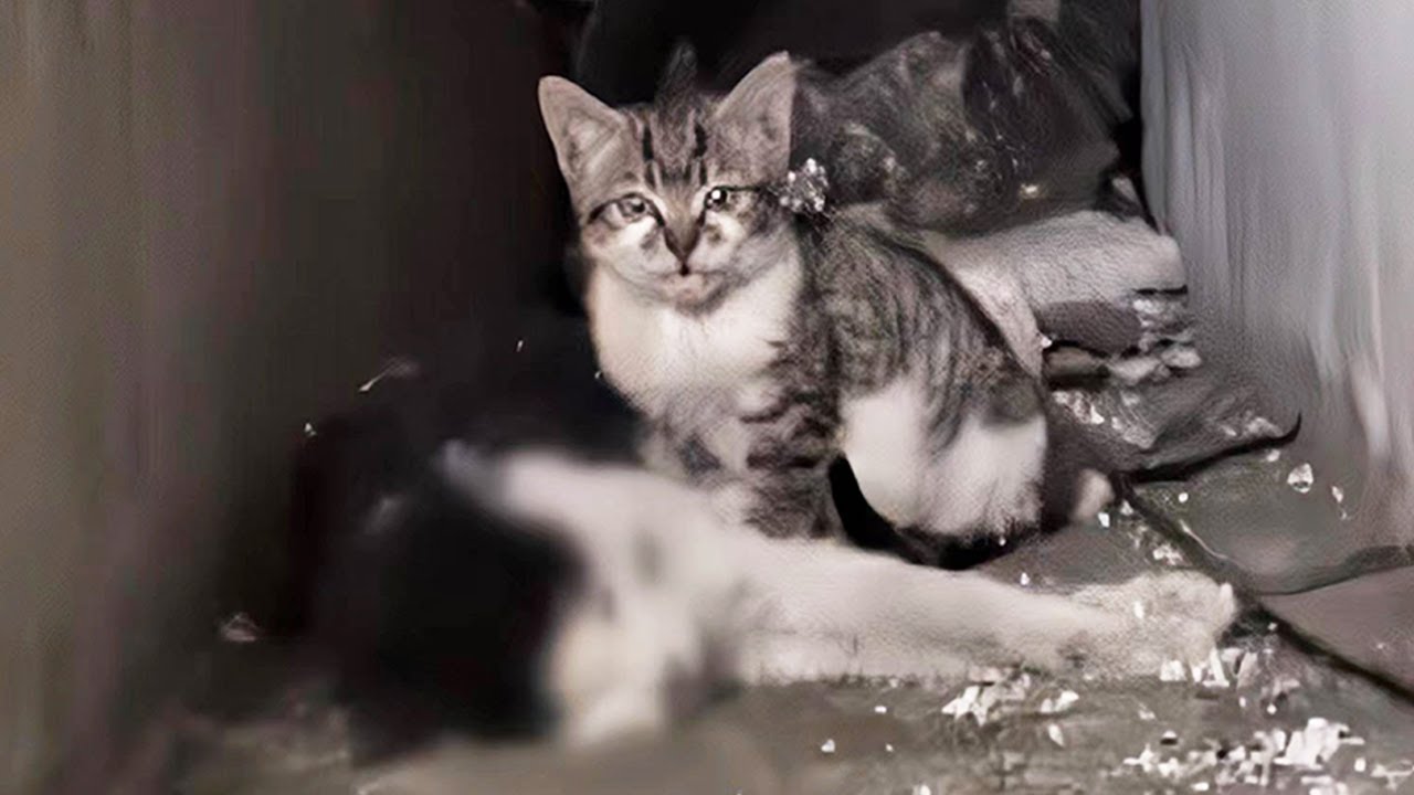 父親の遺体を守りながら横で泣く子猫。頼れる唯一の存在を失い、その未来はどうなるのだろう【感動】