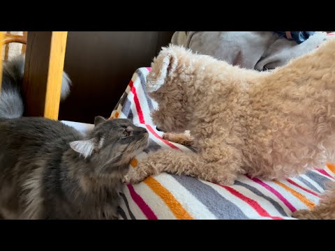 猫が犬に初めて会うとこうなります！メインクーン&トイプードル