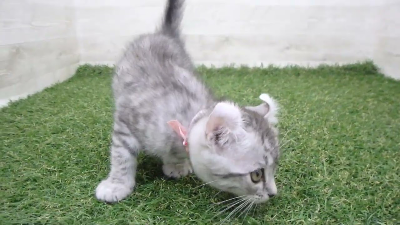 Coo&RIKU　No00668022 アメリカンカール