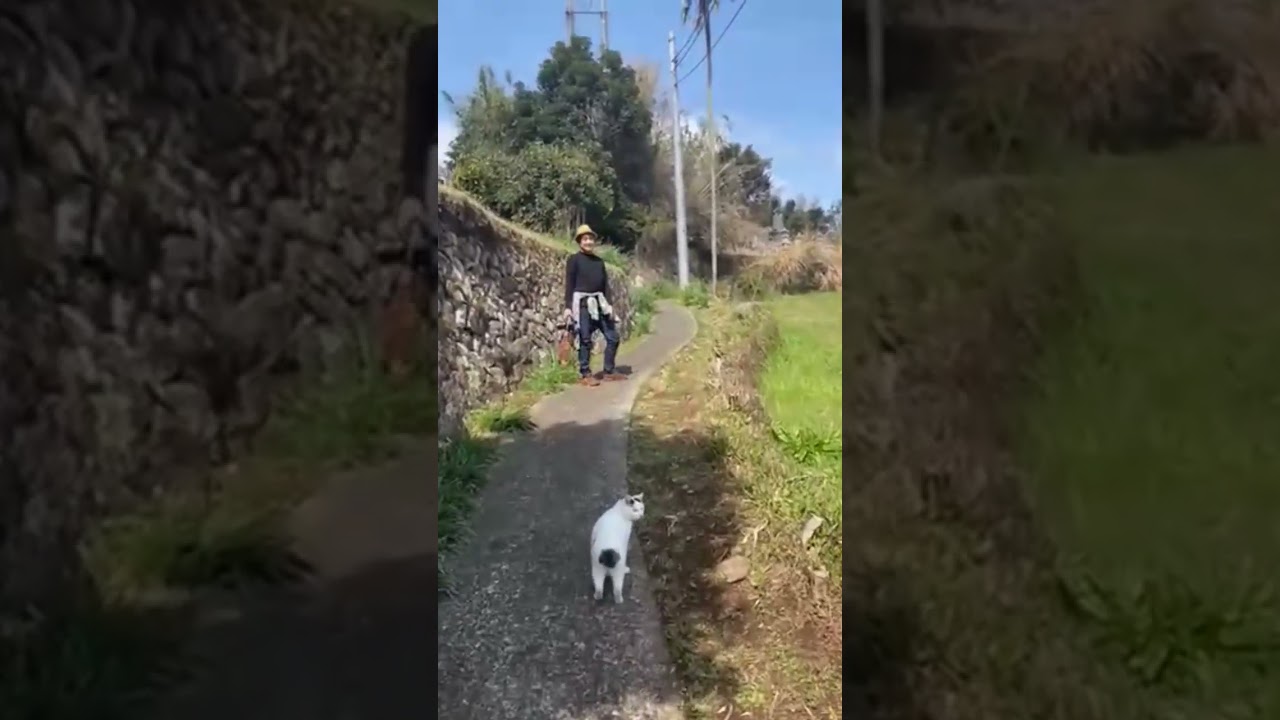 さんぽねこのゆきちゃんの早春賦。ゆきちゃん！まだ風は冷たいね┃ジャパニーズ・ボブテイル┃熱海┃伊豆┃日本猫