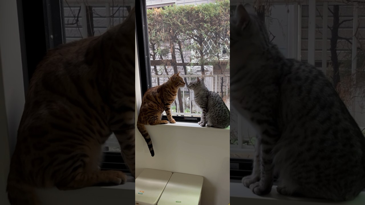おはようニャンズ😽　おっと誰か来たようだ‥ #cat #ニャン #オシキャット #ベンガル #癒し動画 #おはよう