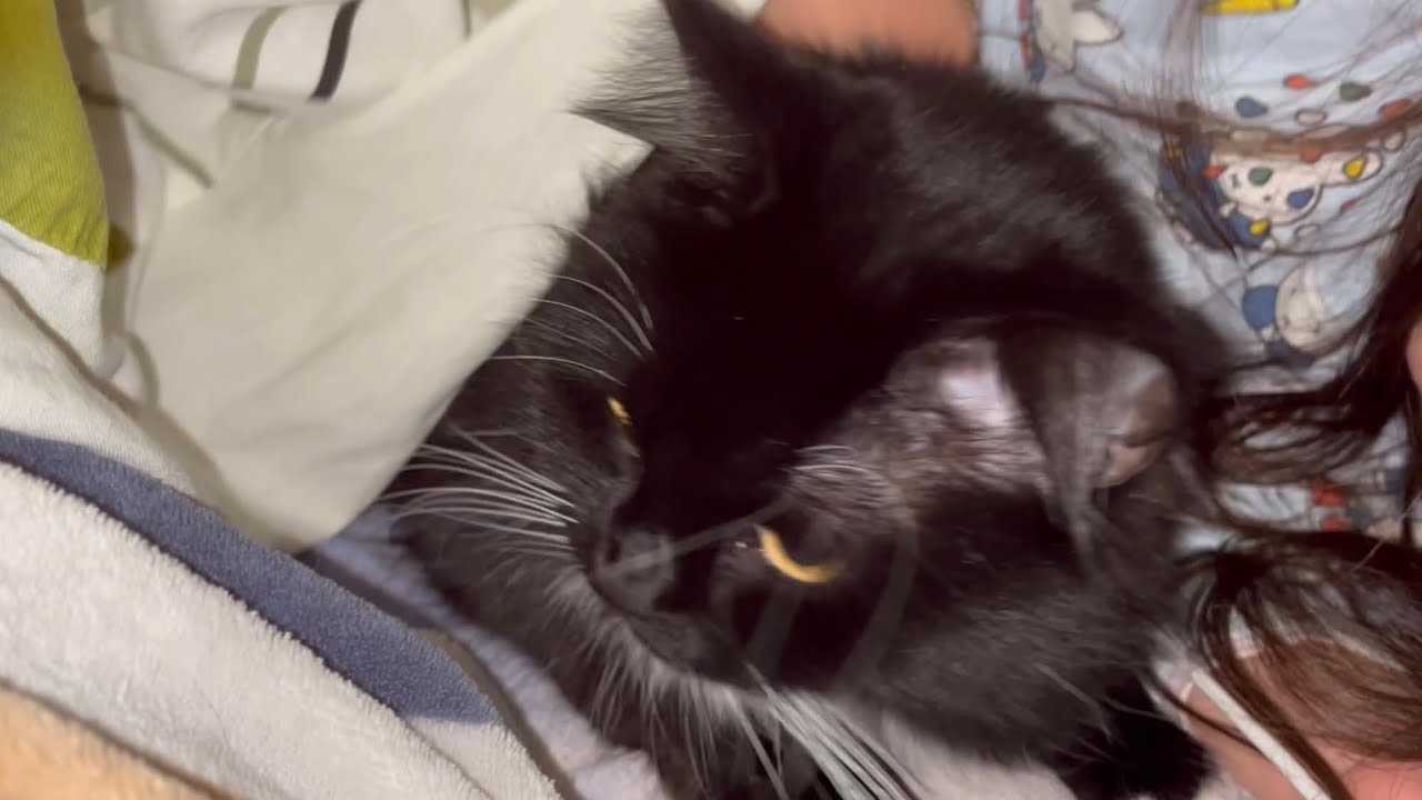 勝手に布団の中に潜り込んで喉を鳴らす猫