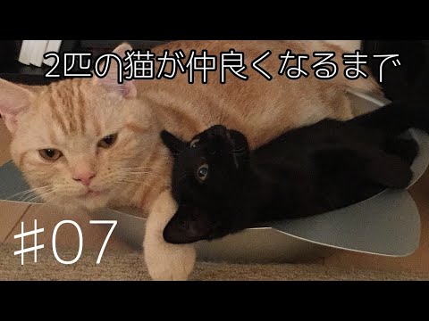 【猫癒やし動画】ソラ（アメリカンショートヘアー）クロ（日本猫）が仲良くなるまで　♯07