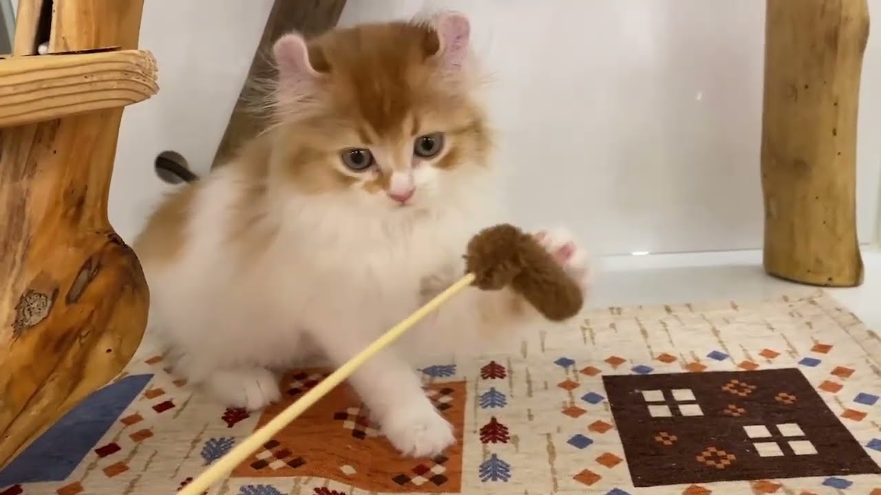 アメリカンカール 2024/1/3生まれ 女の子