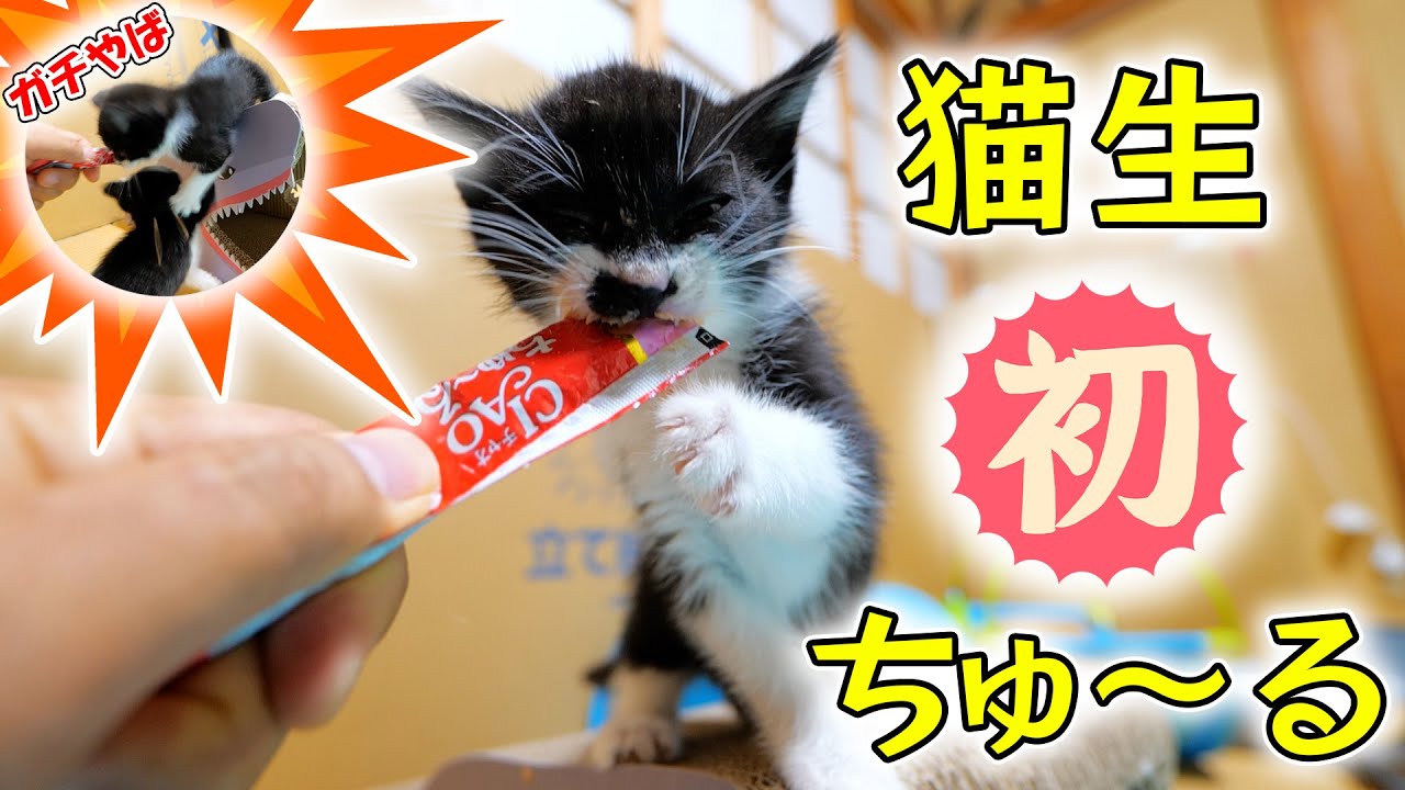 生まれて初めてチャオちゅ～るを知った子猫姉妹の豹変ぶりがやば過ぎて流〇騒動に‼