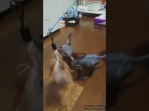 スフィンクスの子猫アルくん　おもちゃ遊び② ＃shorts