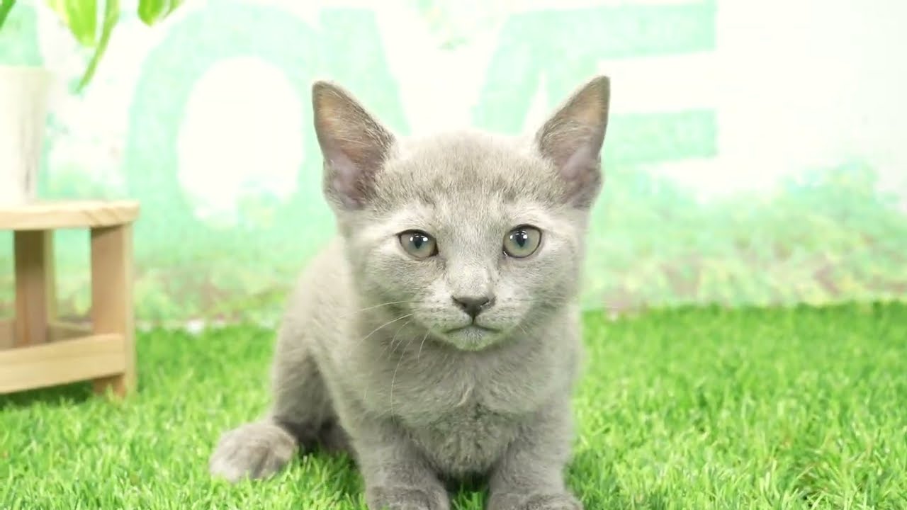 Coo&RIKU　No668357　ロシアンブルー