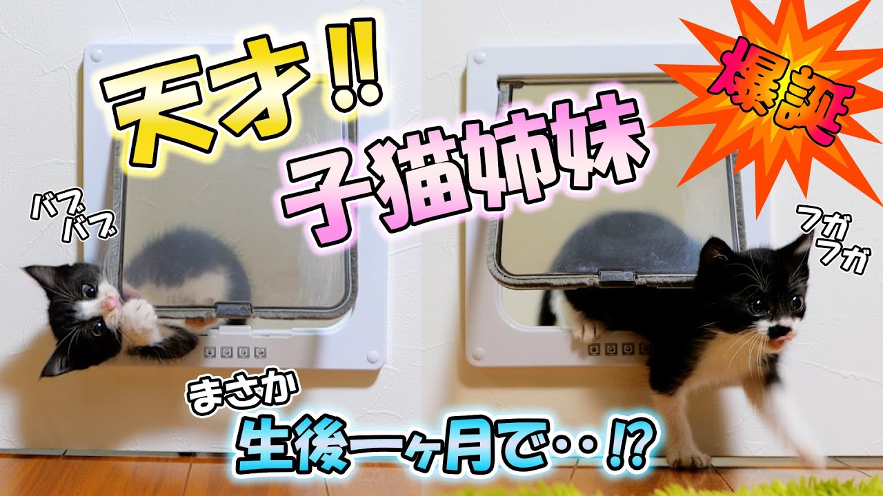 保護した子猫姉妹を飼う事になった日の夜、驚愕の出来事が‼