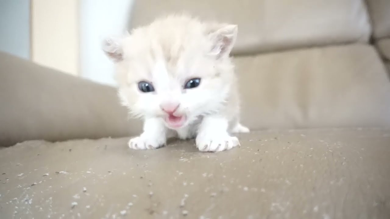 セルカークレックス子猫　2024.2.3産まれ 　クリーム＆ホワイト　　男の子　Selkirk Rex　シーダキャット猫のお店