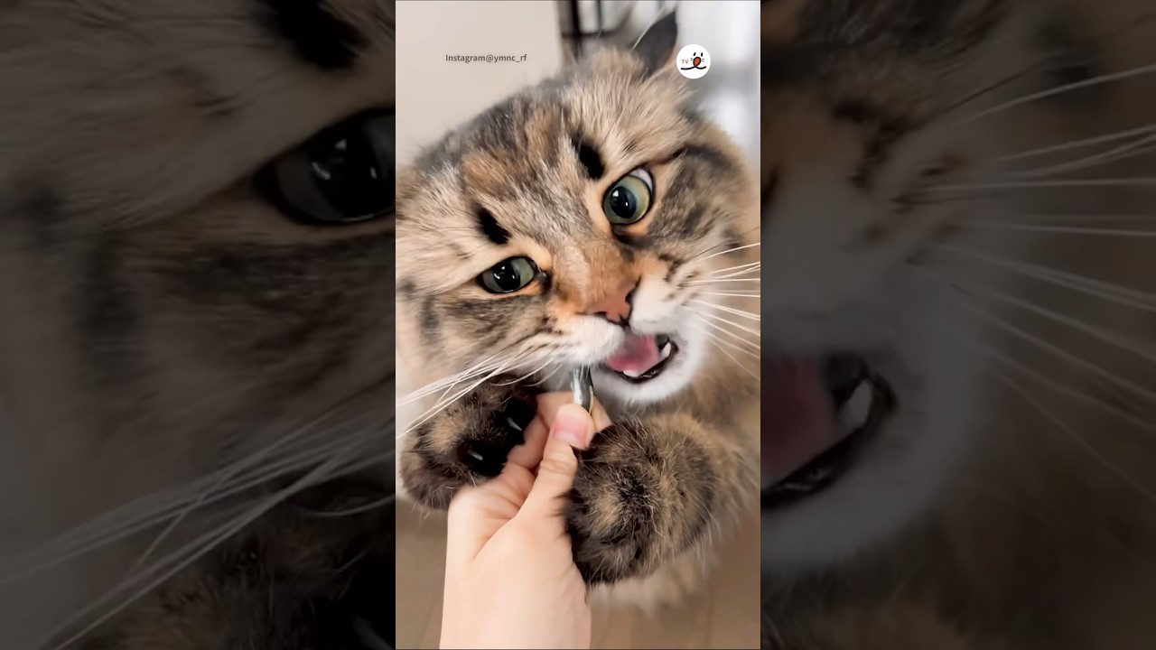 猫さんの齧る音♪｜PECO #asmr #サイベリアン #猫 #愛猫家 #猫のいる暮らし #siberian #siberianforestcat #cat #catlover #catlife