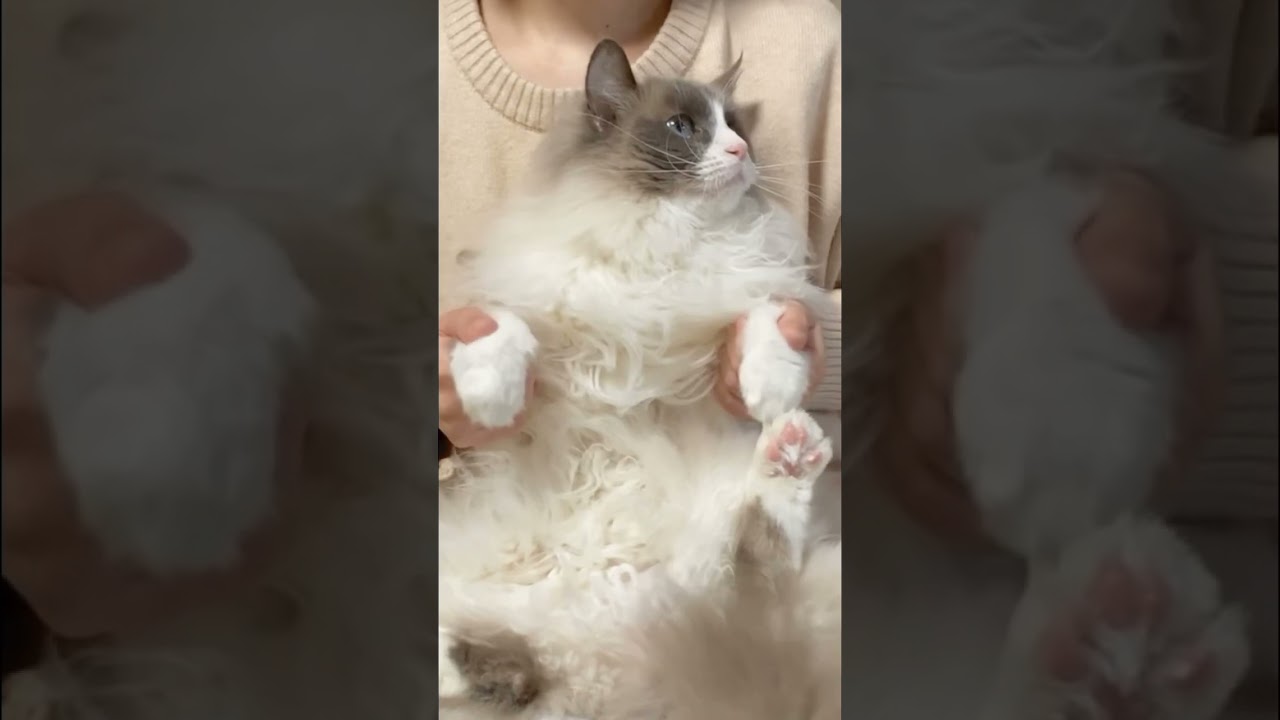 猫ミームのあれ、やってみた。#猫ミーム #猫マニア #ラグドール #ragdoll #dancingcat