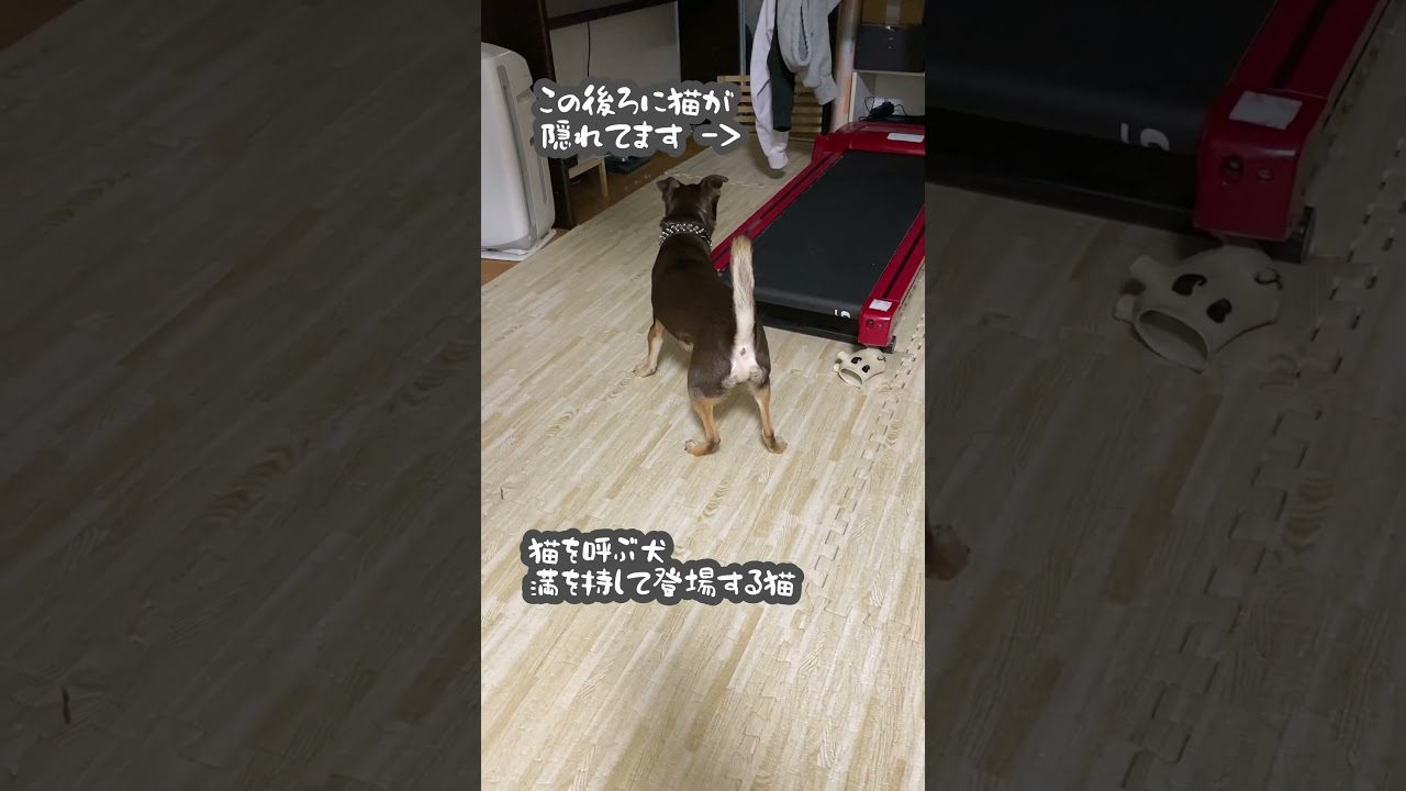 猫を呼ぶ犬 満を持して登場する猫 #アビシニアン #チワワ #犬と猫のいる暮らし #shorts