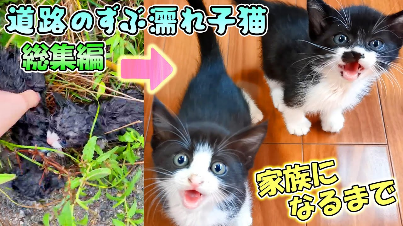 【道路のずぶ濡れ子猫総集編】発見の瞬間＆保護から家族になるまでの全記録まとめ