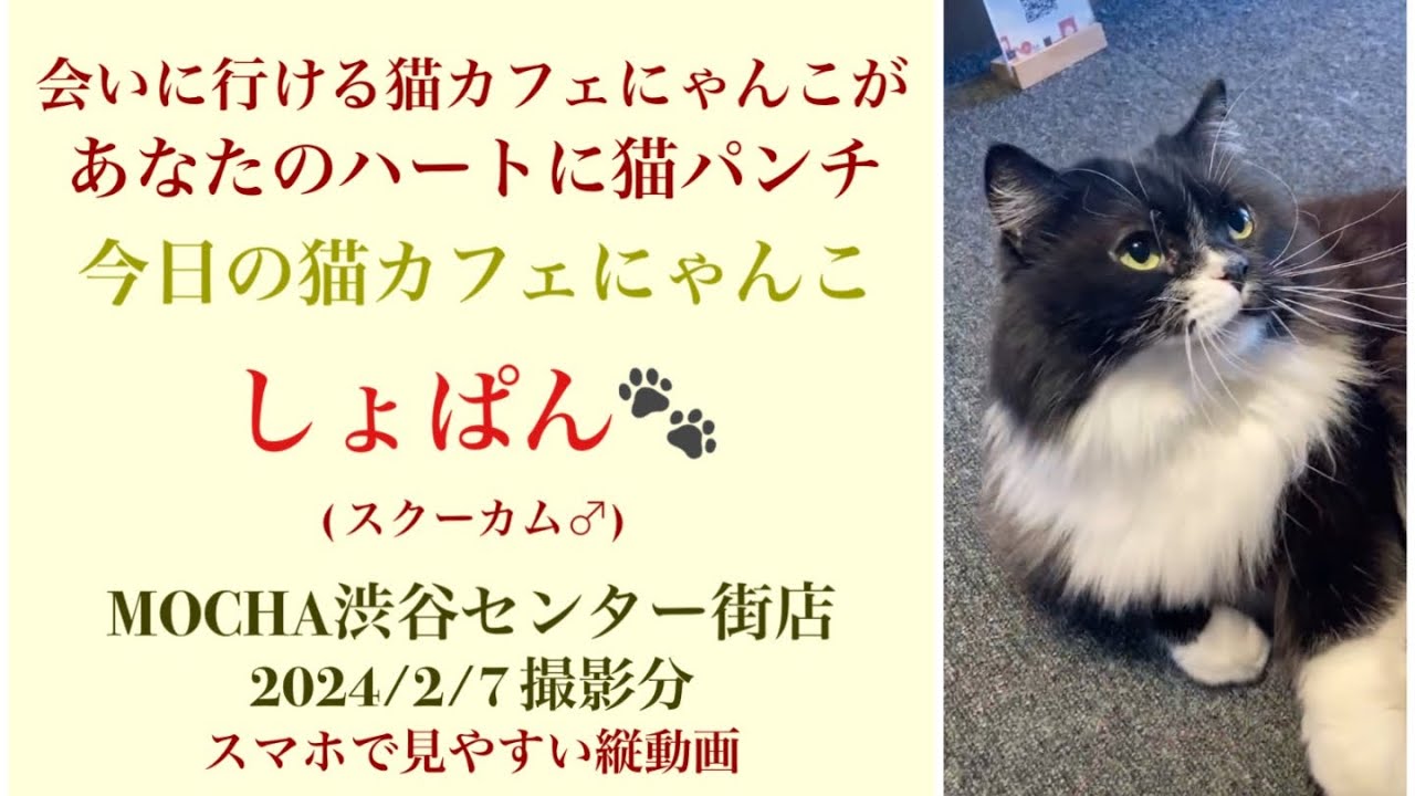 【完全版】　🐱しょぱん🐱　猫カフェMOCHA渋谷センター街店　(スクーカム♂)　2024/2/7 撮影分　#日替わり猫カフェにゃんこ