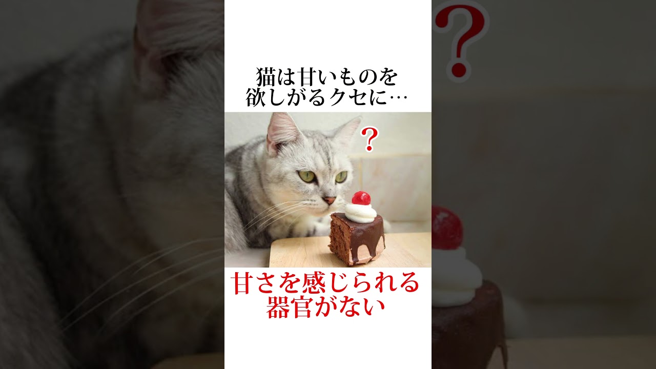 猫の髭は剃っちゃダメ！今日のネコの秘密は泣けます😭【雑学】ネコの可愛すぎる秘密暴露します🤫#猫#ネコ#キャットフード