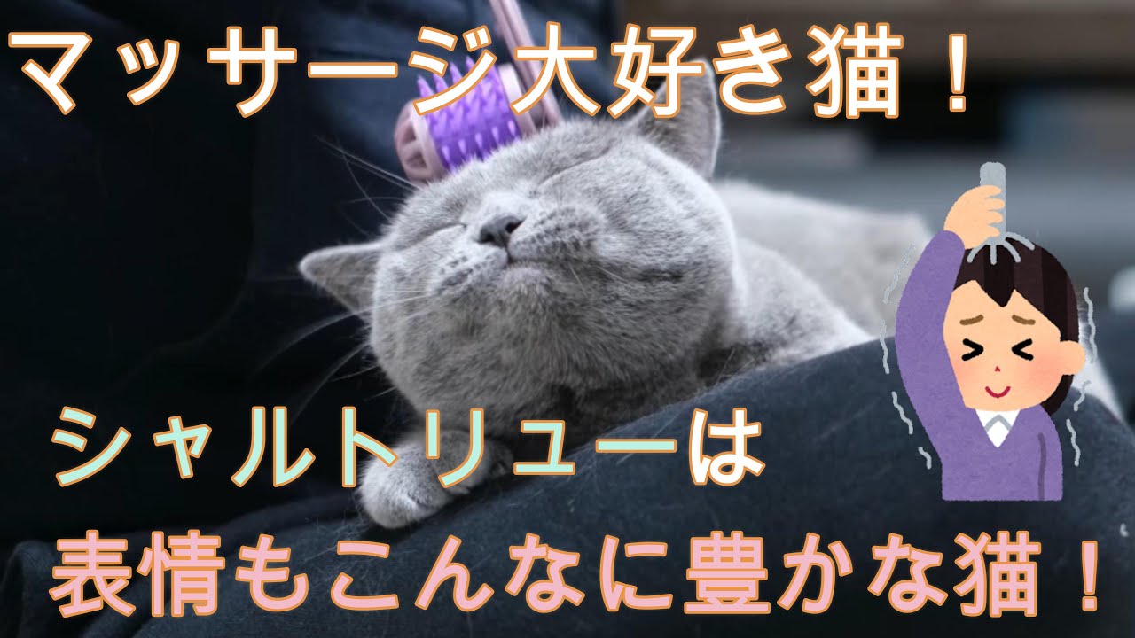 マッサージ大好き猫！シャルトリューは表情もこんなに豊かな猫！