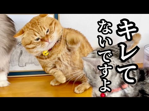 ぎんちゃんからはじまった抗争のとばっちりでぽちゃくんが激おこ！ #猫 #マンチカン