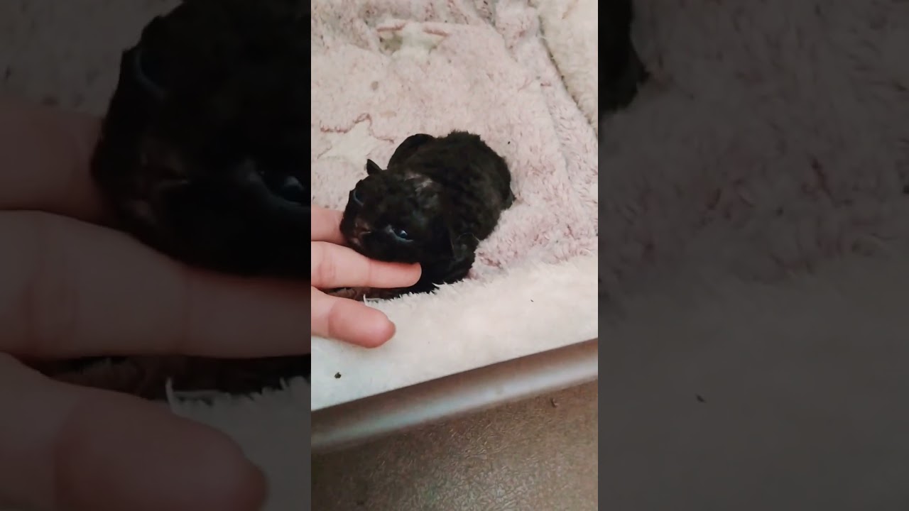 デボンレックス(黒)