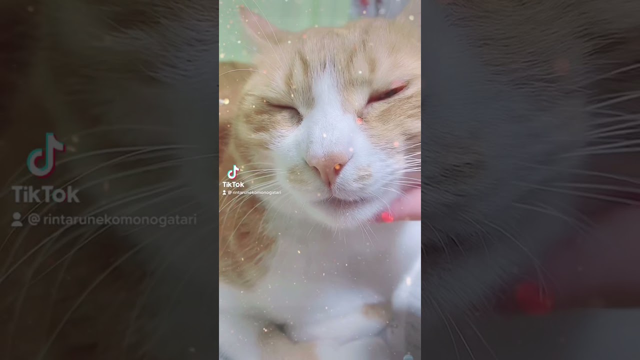 これ何これ何猫！スフィンクス！