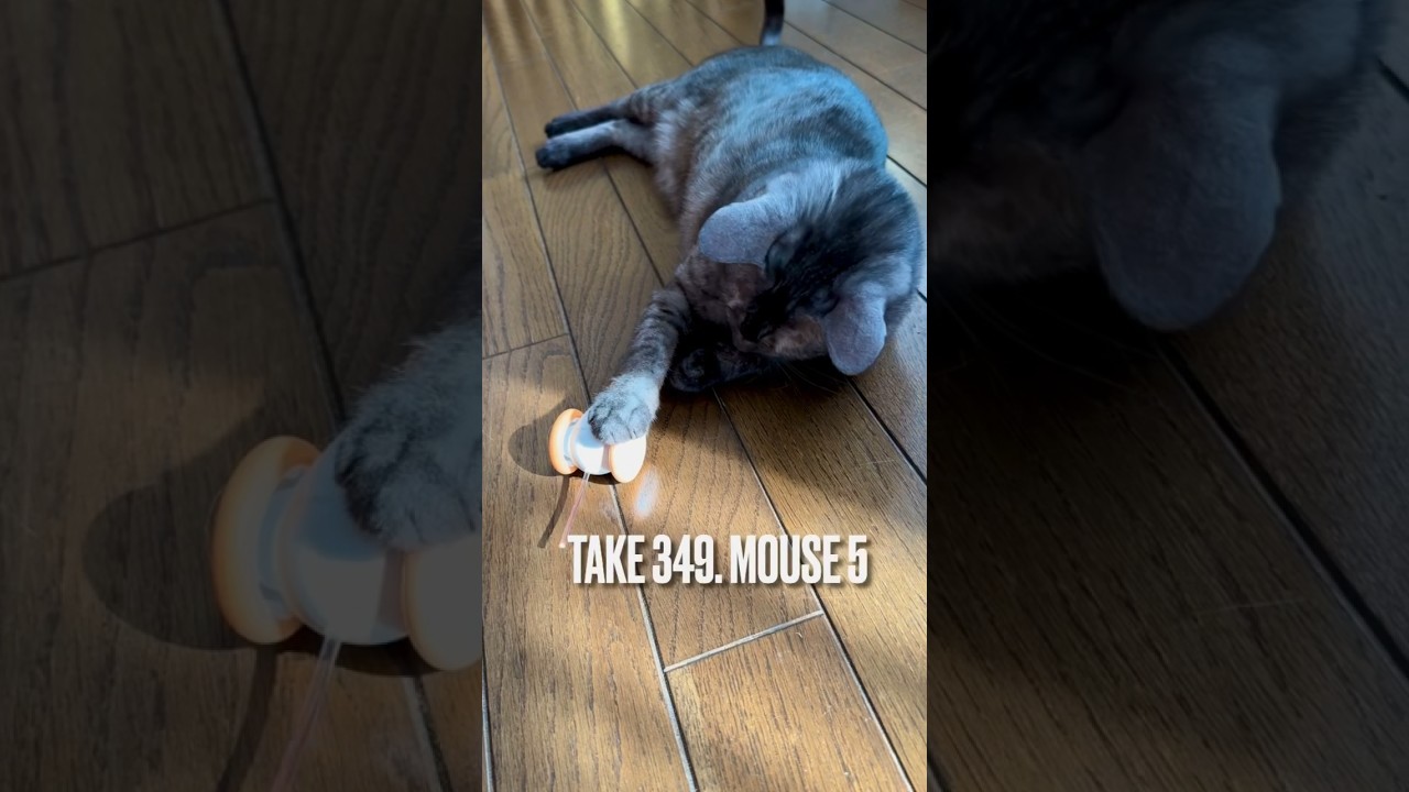 #ねずみ ちゃんと遊ぶの疲れるから程々にしてるのにゃ❗️#猫おもちゃ #ウィキッドマウス #遊ぶ猫 #playingcat #エジプシャンマウ #egyptianmau #shorts