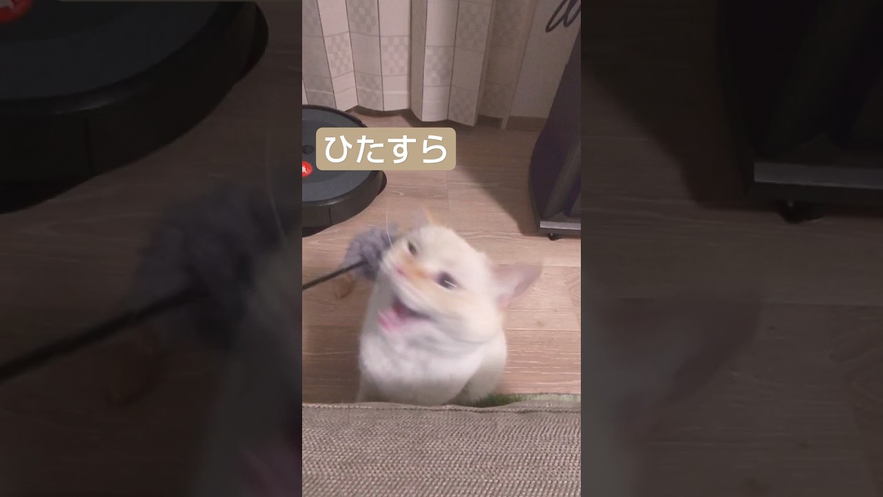素早い猫パンチ　#cutecatchannel #shorts