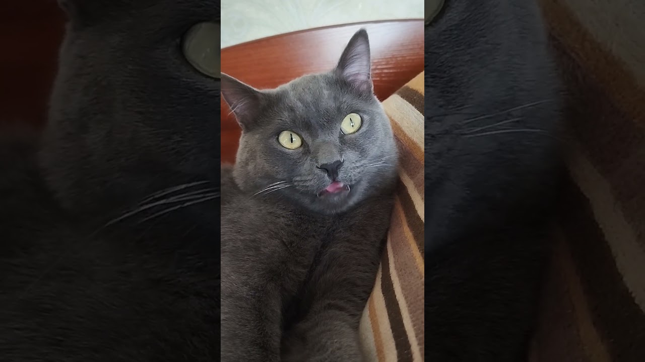 Amar cat eating #amsrsounds