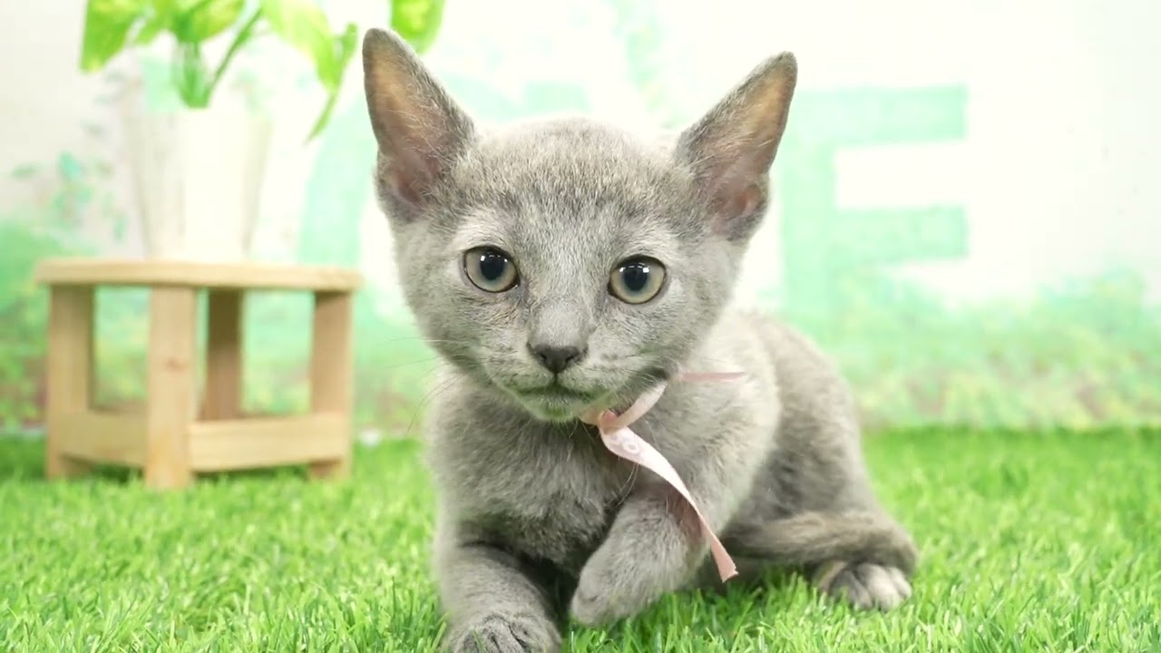 Coo&RIKU　No668356　ロシアンブルー