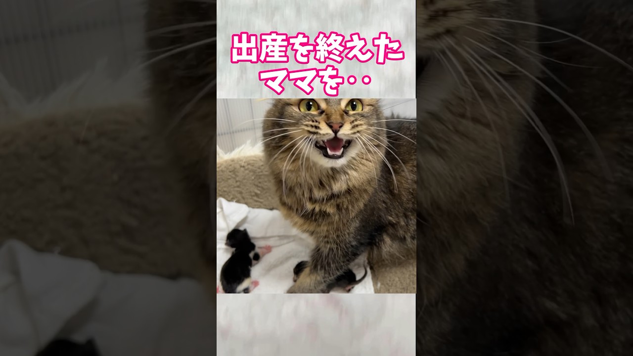 驚❗️「こんな旦那欲しい❗️」との声を多数いただく猫。