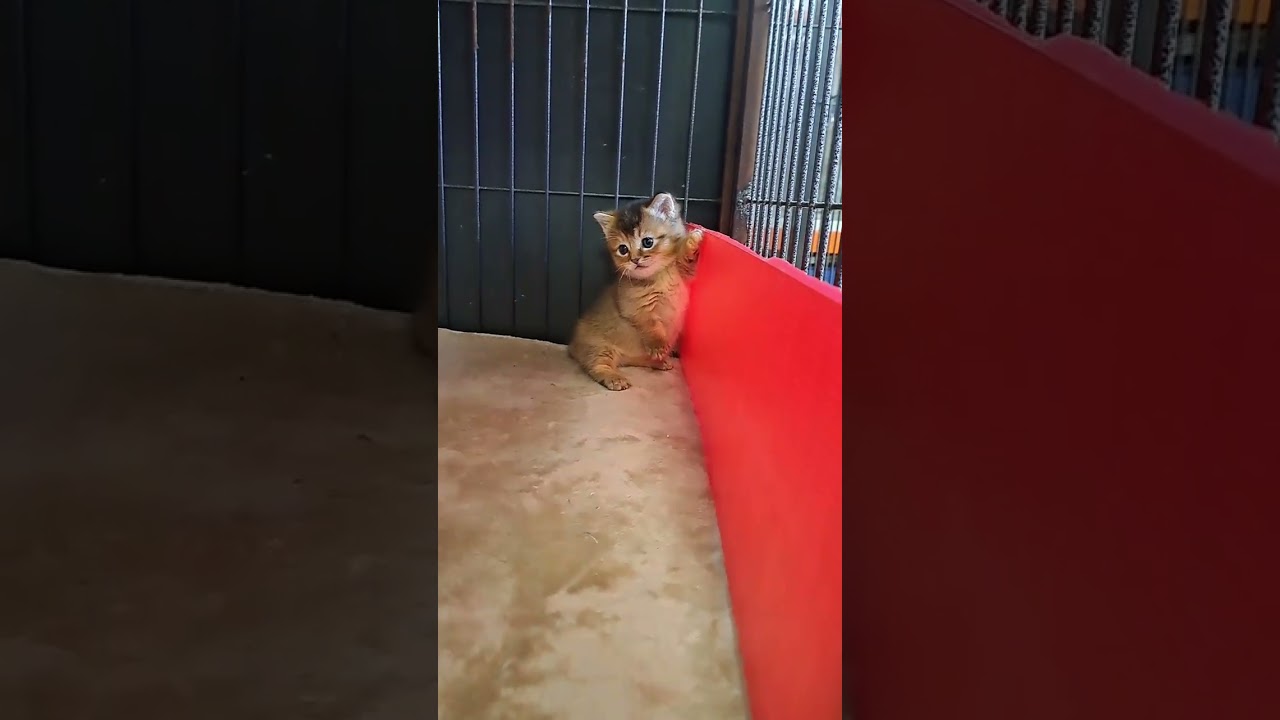 ミックス マンチカン×ソマリのミックス。ブラウン（ロング）の女の子。