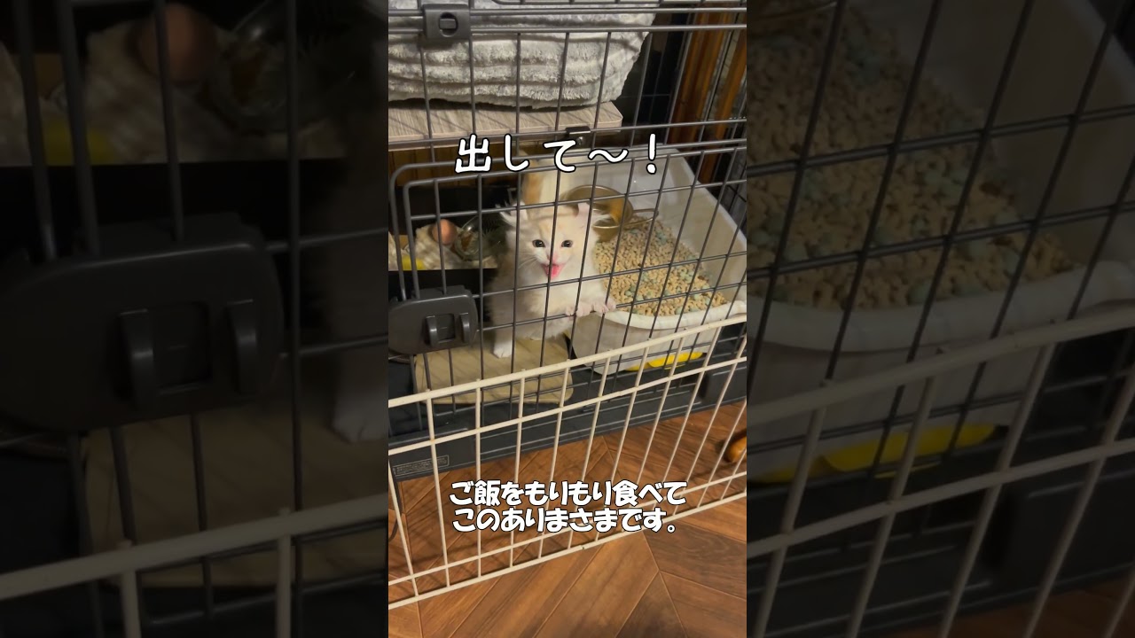 【キンカロー】ふうが来た日【仔猫】　#shorts　#猫 　#仔猫