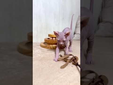 スフィンクス ライラックの男の子　ライラック